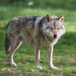 الذئب العربي