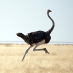 النعام العربي