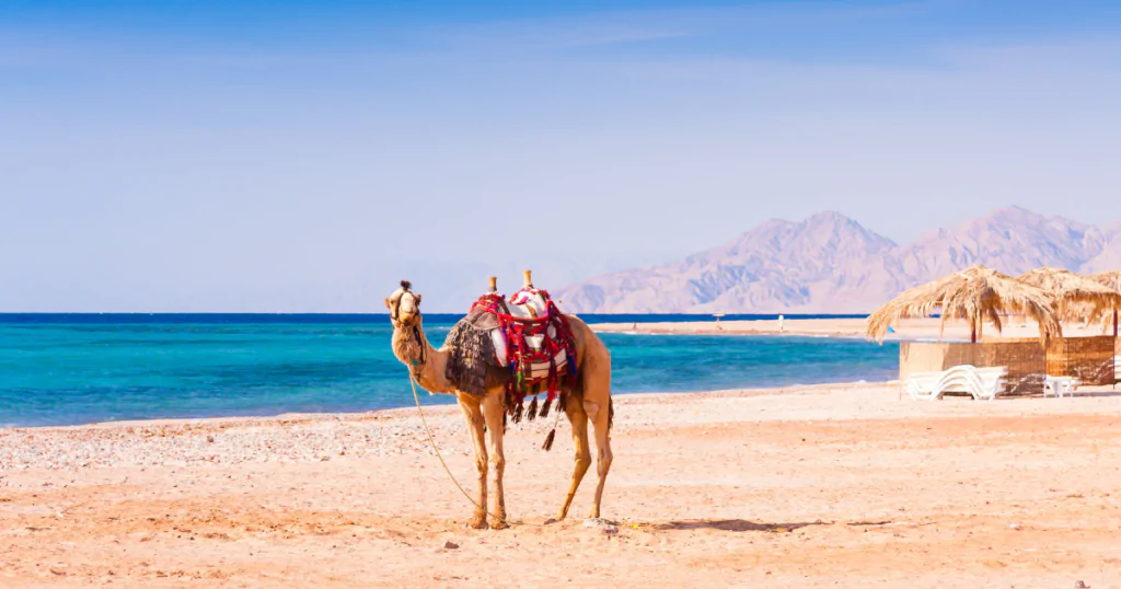 ما هي دول الشرق الاوسط 2 ما هي دول الشرق الأوسط إلا مزيج من الطبيعة الخلابة، مثل شواطئ البحر الأحمر في السعودية التي تجذب عشاق الغوص.